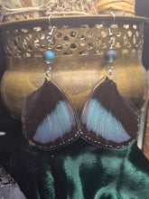 Load image into Gallery viewer, Blue Morpho ~ Morpho Menelaus Earrings
