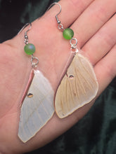 Load image into Gallery viewer, Luna Moth ~ Actias luna Earrings
